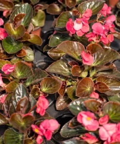 Wax Mixed Begonia Seeds - 25 Pelleted Seeds, Mixed Colors, Shade-Loving Annual - Image 13