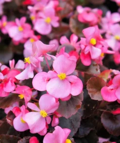 Wax Mixed Begonia Seeds - 25 Pelleted Seeds, Mixed Colors, Shade-Loving Annual - Image 2
