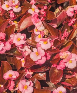 Wax Mixed Begonia Seeds - 25 Pelleted Seeds, Mixed Colors, Shade-Loving Annual - Image 3