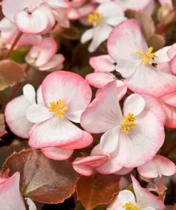 Wax Mixed Begonia Seeds - 25 Pelleted Seeds, Mixed Colors, Shade-Loving Annual - Image 4
