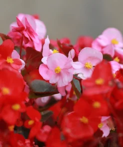 Wax Mixed Begonia Seeds - 25 Pelleted Seeds, Mixed Colors, Shade-Loving Annual - Image 5