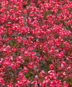 Wax Mixed Begonia Seeds - 25 Pelleted Seeds, Mixed Colors, Shade-Loving Annual - Image 7