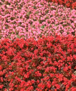 Wax Mixed Begonia Seeds - 25 Pelleted Seeds, Mixed Colors, Shade-Loving Annual - Image 8