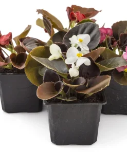 Wax Mixed Begonia Seeds - 25 Pelleted Seeds, Mixed Colors, Shade-Loving Annual - Image 9