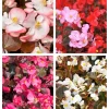 Wax Mixed Begonia Seeds - 25 Pelleted Seeds, Mixed Colors, Shade-Loving Annual - Image 1