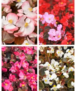 Wax Mixed Begonia Seeds - 25 Pelleted Seeds, Mixed Colors, Shade-Loving Annual - Image 1
