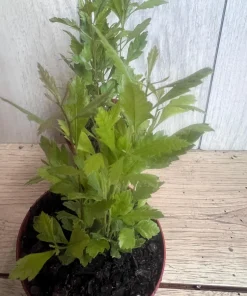 Wax Myrtle in 4" Pot, Southern Wax Myrtle, Bayberry, Candleberry - Image 2