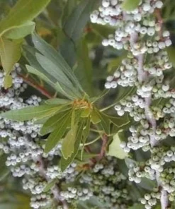 Wax Myrtle in 4