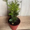 Wax Myrtle in 4" Pot, Southern Wax Myrtle, Bayberry, Candleberry - Image 1