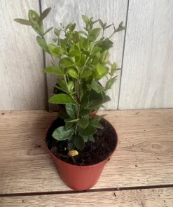 Wax Myrtle in 4" Pot, Southern Wax Myrtle, Bayberry, Candleberry - Image 1