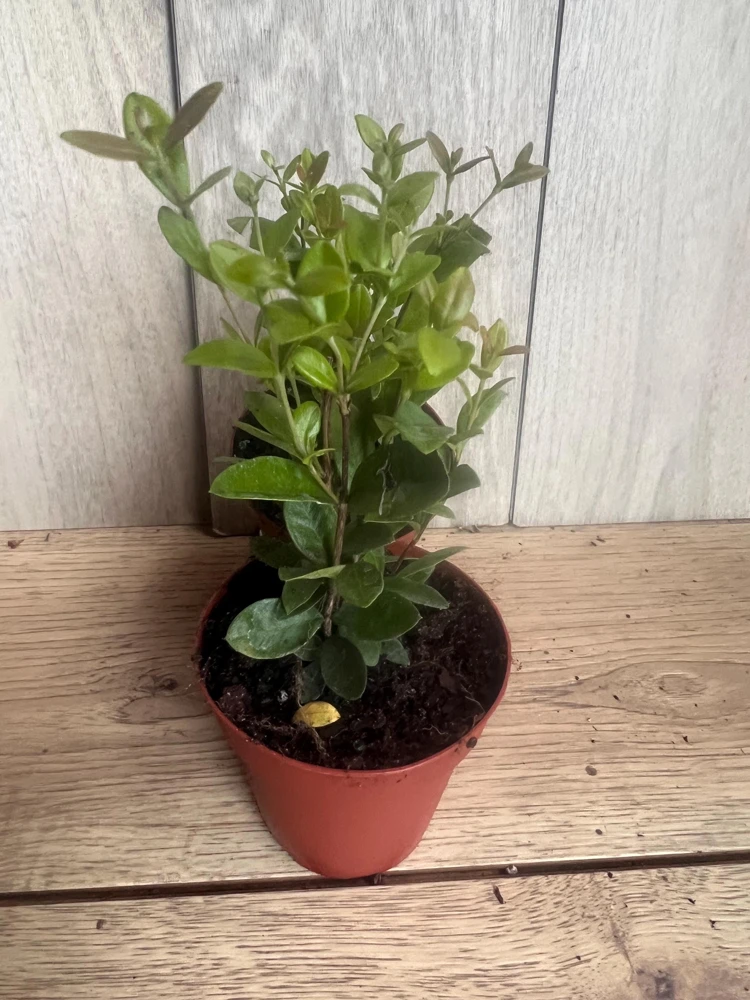 Wax Myrtle in 4" Pot, Southern Wax Myrtle, Bayberry, Candleberry - Image 1