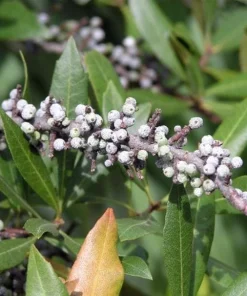 Wax Myrtle Live Plant – Evergreen Shrub – 1 Gallon Pot – Privacy Hedge - Image 2