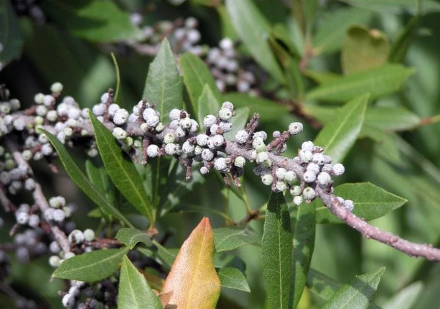 Wax Myrtle Live Plant – Evergreen Shrub – 1 Gallon Pot – Privacy Hedge - Image 2