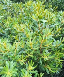 Wax Myrtle Live Plant – Evergreen Shrub – 1 Gallon Pot – Privacy Hedge - Image 3