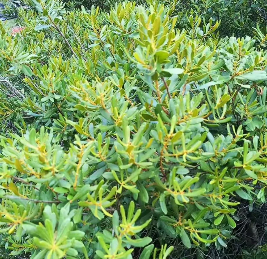 Wax Myrtle Live Plant – Evergreen Shrub – 1 Gallon Pot – Privacy Hedge - Image 3