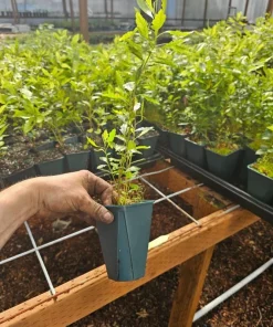 Wax Myrtle Live Plant – Evergreen Shrub – 1 Gallon Pot – Privacy Hedge - Image 4