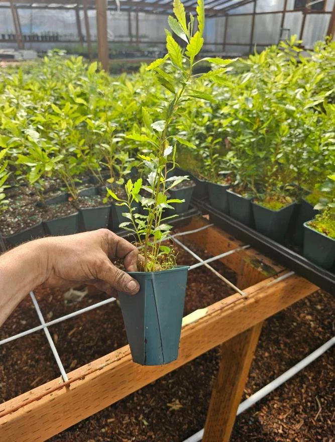Wax Myrtle Live Plant – Evergreen Shrub – 1 Gallon Pot – Privacy Hedge - Image 4