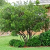 Wax Myrtle Live Plant – Evergreen Shrub – 1 Gallon Pot – Privacy Hedge - Image 1