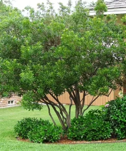 Wax Myrtle Live Plant – Evergreen Shrub – 1 Gallon Pot – Privacy Hedge - Image 1