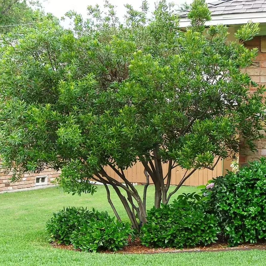 Wax Myrtle Live Plant – Evergreen Shrub – 1 Gallon Pot – Privacy Hedge - Image 1