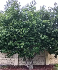 Wax Myrtle Live Plant – Evergreen Shrub – 1 Gallon Pot – Privacy Hedge - Image 5