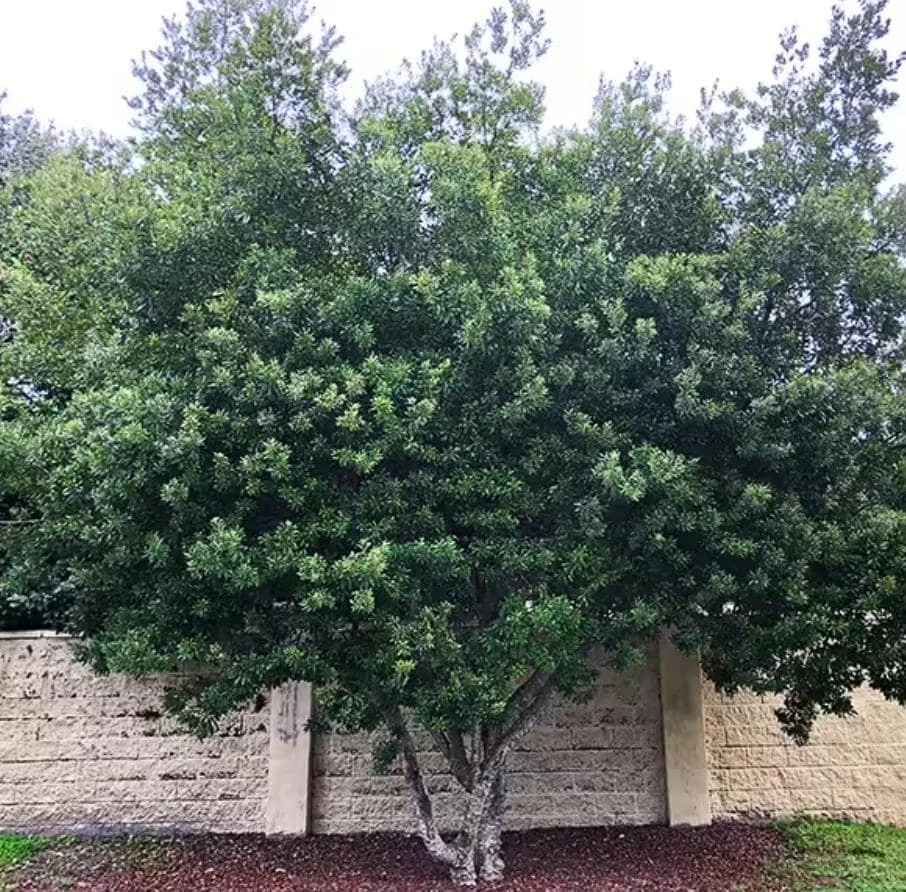 Wax Myrtle Live Plant – Evergreen Shrub – 1 Gallon Pot – Privacy Hedge - Image 5