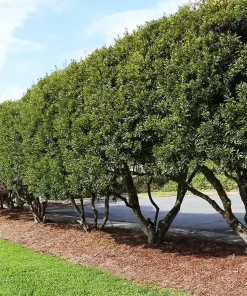 Wax Myrtle Live Plant – Evergreen Shrub – 1 Gallon Pot – Privacy Hedge - Image 6