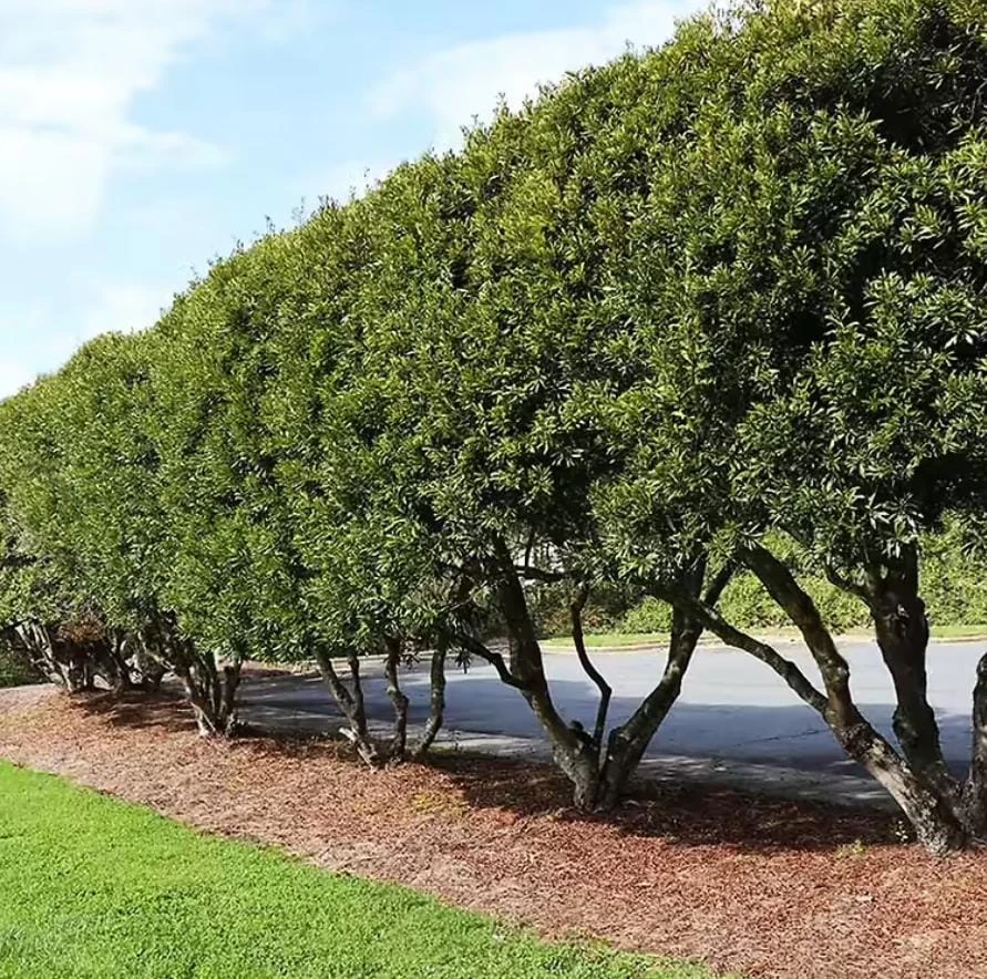Wax Myrtle Live Plant – Evergreen Shrub – 1 Gallon Pot – Privacy Hedge - Image 6