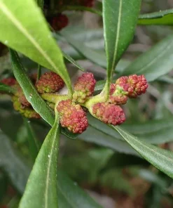 Wax Myrtle Live Plant – Evergreen Shrub – 3 inch Pot – Privacy Hedge Outdoor - Image 2