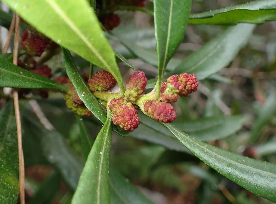 Wax Myrtle Live Plant – Evergreen Shrub – 3 inch Pot – Privacy Hedge Outdoor - Image 2
