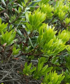 Wax Myrtle Live Plant – Evergreen Shrub – 3 inch Pot – Privacy Hedge Outdoor - Image 3