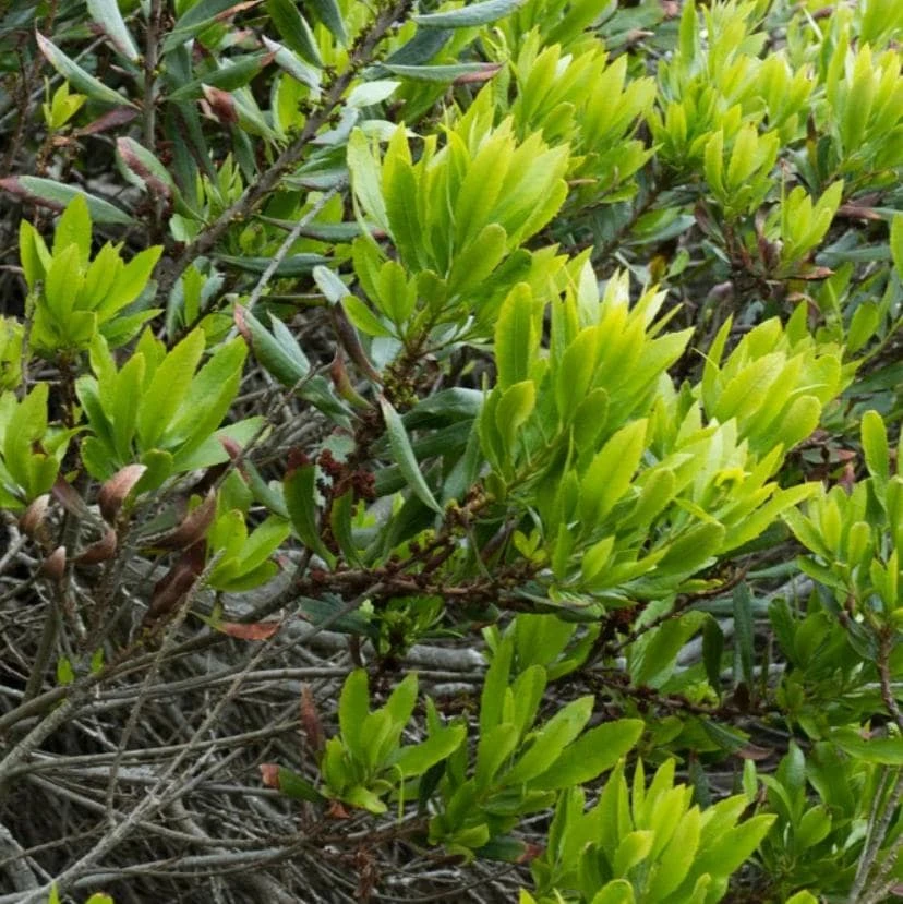 Wax Myrtle Live Plant – Evergreen Shrub – 3 inch Pot – Privacy Hedge Outdoor - Image 3