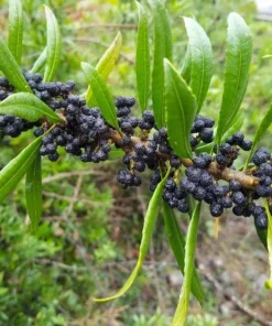 Wax Myrtle Live Plant – Evergreen Shrub – 3 inch Pot – Privacy Hedge Outdoor - Image 4