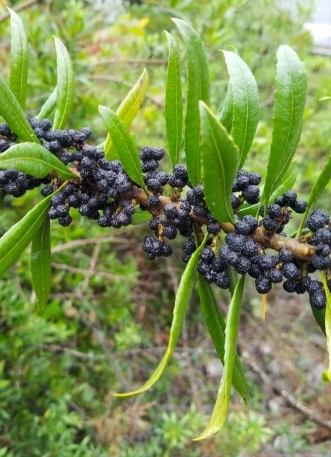 Wax Myrtle Live Plant – Evergreen Shrub – 3 inch Pot – Privacy Hedge Outdoor - Image 4