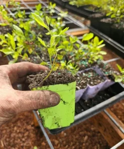 Wax Myrtle Live Plant – Evergreen Shrub – 3 inch Pot – Privacy Hedge Outdoor - Image 5