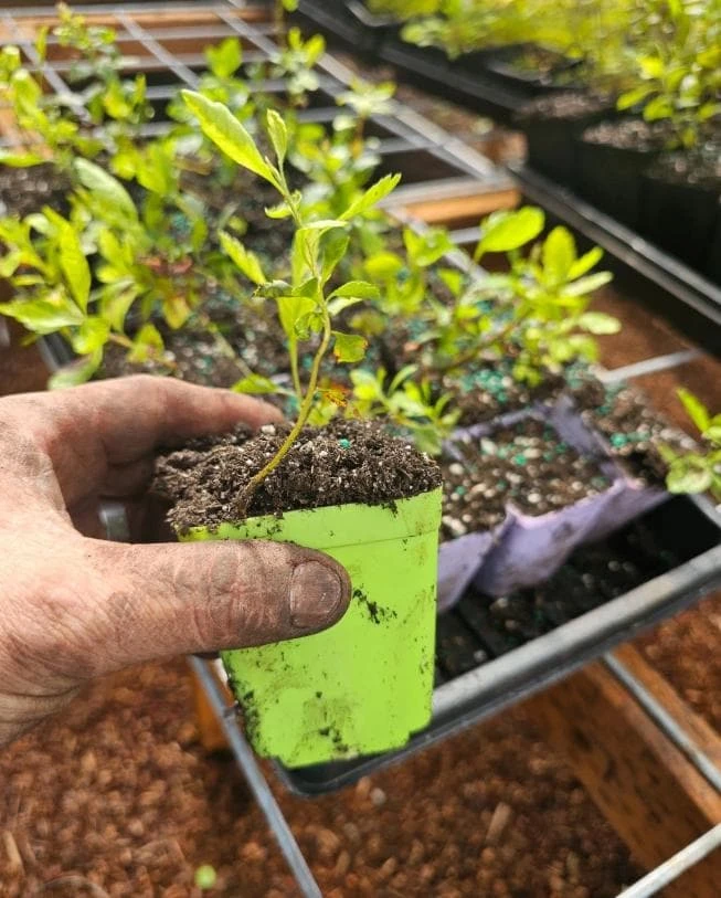 Wax Myrtle Live Plant – Evergreen Shrub – 3 inch Pot – Privacy Hedge Outdoor - Image 5