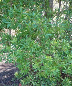 Wax Myrtle Live Plant – Evergreen Shrub – 3 inch Pot – Privacy Hedge Outdoor - Image 6