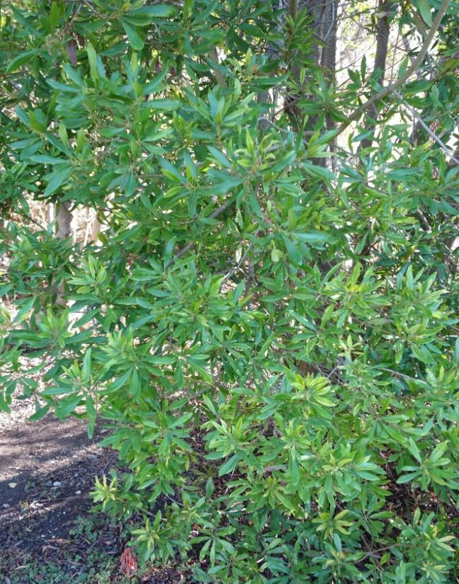 Wax Myrtle Live Plant – Evergreen Shrub – 3 inch Pot – Privacy Hedge Outdoor - Image 6
