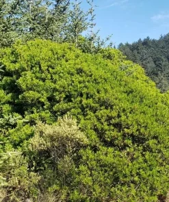 Wax Myrtle Live Plant – Evergreen Shrub – 3 inch Pot – Privacy Hedge Outdoor - Image 7