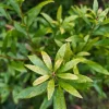 Wax Myrtle Live Plant – Evergreen Shrub – 3 inch Pot – Privacy Hedge Outdoor - Image 1