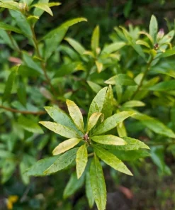 Wax Myrtle Live Plant – Evergreen Shrub – 3 inch Pot – Privacy Hedge Outdoor - Image 1