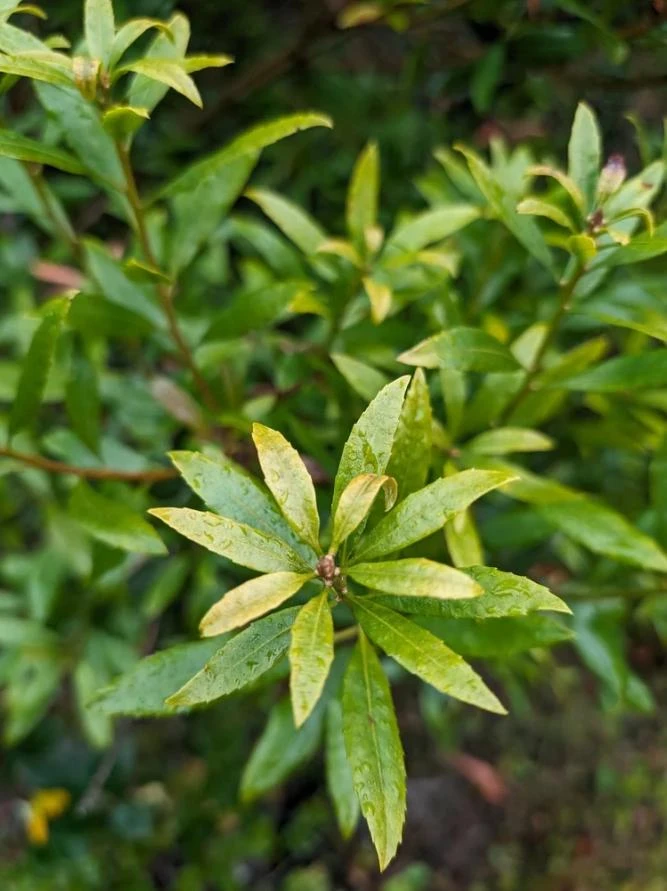 Wax Myrtle Live Plant – Evergreen Shrub – 3 inch Pot – Privacy Hedge Outdoor - Image 1