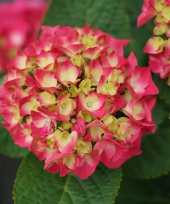 Wee Bit Giddy Hydrangea Live Plant – 4 inch Pot – Red-Pink Mophead Blooms - Image 2