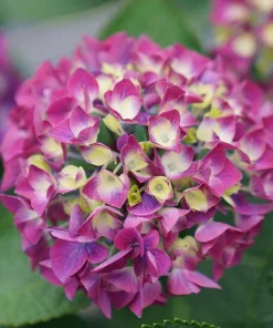 Wee Bit Giddy Hydrangea Live Plant – 4 inch Pot – Red-Pink Mophead Blooms - Image 3