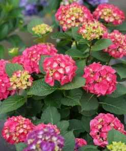 Wee Bit Giddy Hydrangea Live Plant – 4 inch Pot – Red-Pink Mophead Blooms - Image 4