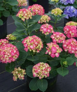 Wee Bit Giddy Hydrangea Live Plant – 4 inch Pot – Red-Pink Mophead Blooms - Image 5