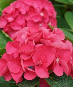 Wee Bit Giddy Hydrangea Live Plant – 4 inch Pot – Red-Pink Mophead Blooms - Image 6