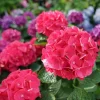 Wee Bit Giddy Hydrangea Live Plant – 4 inch Pot – Red-Pink Mophead Blooms - Image 1