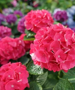 Wee Bit Giddy Hydrangea Live Plant – 4 inch Pot – Red-Pink Mophead Blooms - Image 1