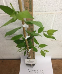 Weeping Cherry Tree Live Plant – 3